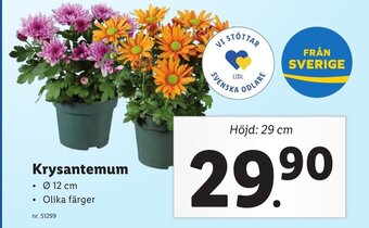 Lidl Krysantemum erbjuda
