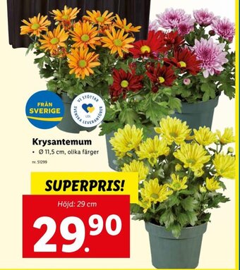 Lidl Krysantemum erbjuda