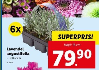 Lidl Lavendel Angustifolia erbjuda