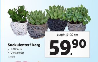 Lidl Suckulenter i korg erbjuda