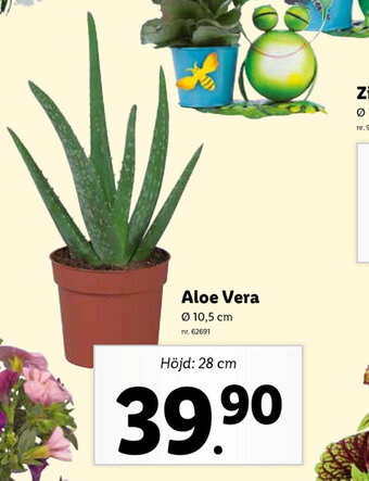 Lidl Aloe vera erbjuda