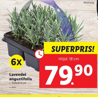 Lidl Lavendel Angustifolia erbjuda