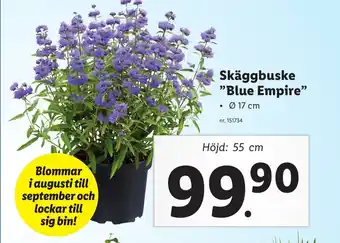 Lidl Skäggbuske Blue Empire erbjuda