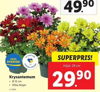 Lidl Krysantemum erbjuda