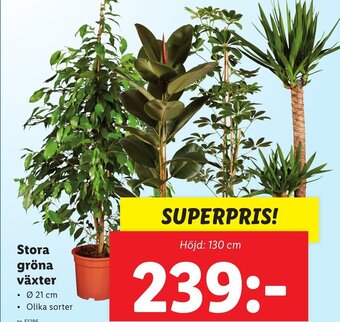 Lidl Stora Gröna växter erbjuda