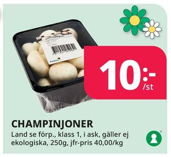 Tempo Champinjoner erbjuda