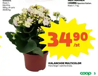 Coop Kalanchoe multicolor erbjuda