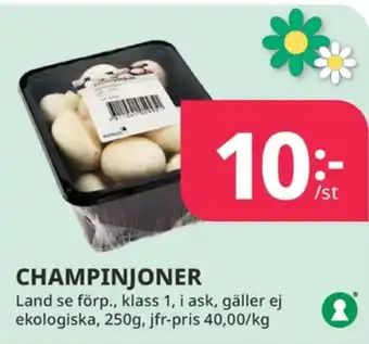 Tempo Feldts champinjoner erbjuda