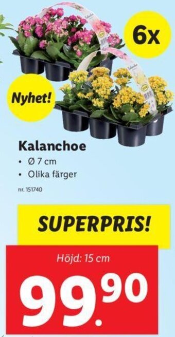 Lidl Kalanchoe erbjuda