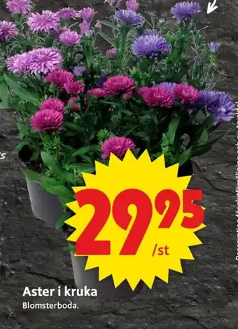 Aster i kruka