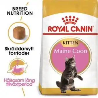 Arken Zoo Royal canin maine coon kitten erbjuda