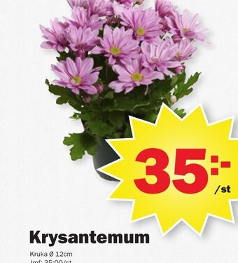 Krysantemum