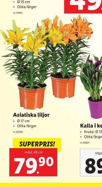 Lidl Asiatiska liljor erbjuda