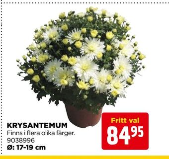 Jem&Fix Krysantemum erbjuda