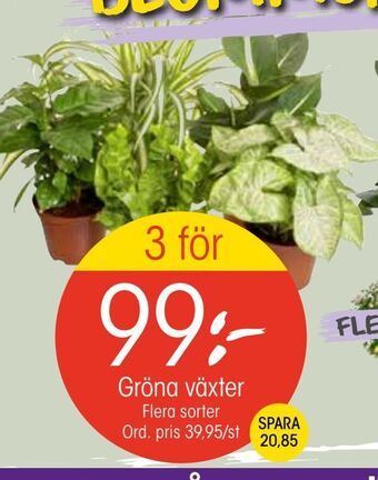 EKO Gröna växter erbjuda