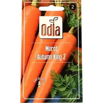 Fröer odla morot autumn king 2