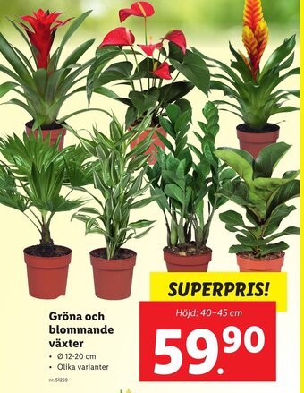 Lidl Gröna och Blommande Växter erbjuda