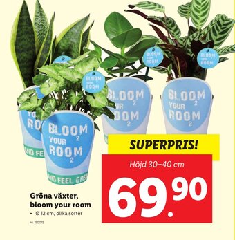 Lidl Gröna Växter, Bloom Your Room erbjuda