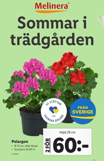 Lidl Pelargon erbjuda