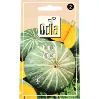 Fröer odla pumpa ambar