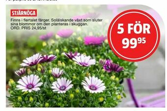 Bauhaus Stjärnöga erbjuda