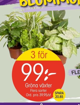 EKO Gröna växter erbjuda