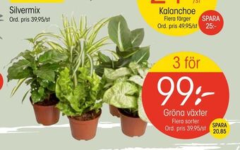 EKO Gröna växter erbjuda