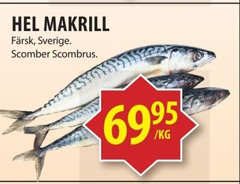 Matvärlden Tensta Hel makrill erbjuda