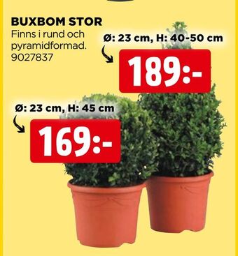 Jem&Fix Buxbom stor erbjuda