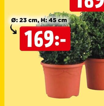 Jem&Fix Buxbom stor erbjuda