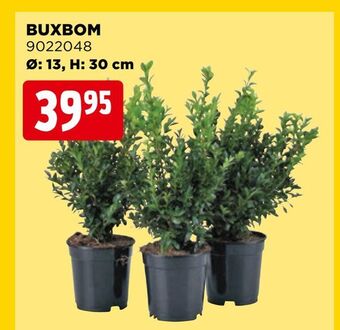 Jem&Fix Buxbom erbjuda
