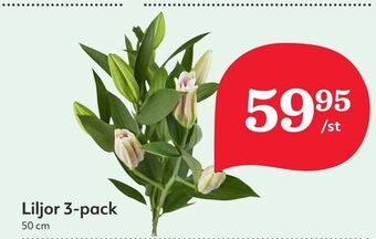 Hemköp Liljor 3-pack erbjuda