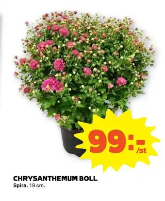 Chrysanthemum boll