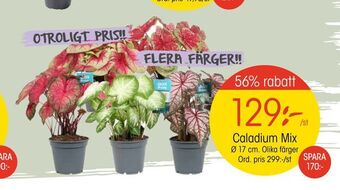 EKO Caladium mix erbjuda