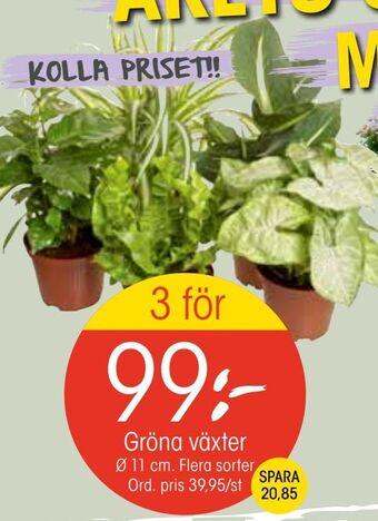 EKO Gröna växter erbjuda