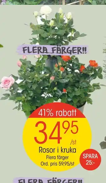 EKO Rosor i kruka erbjuda