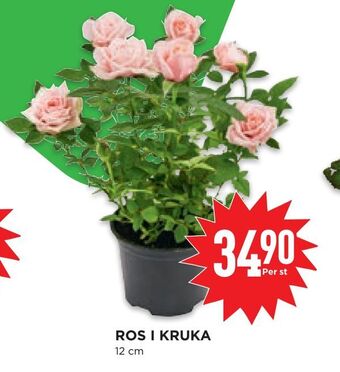 Willys Hemma Ros i kruka erbjuda