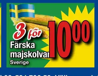 Supergrossen Färska majskolvar erbjuda