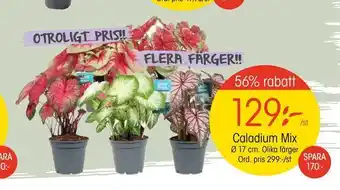 EKO Caladium mix erbjuda