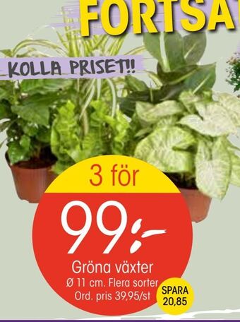 EKO Gröna växter erbjuda