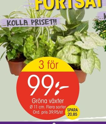 EKO Gröna växter erbjuda