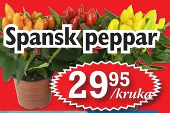 Spansk peppar