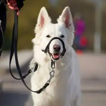 Arken Zoo Pro dog dressyrnossele erbjuda