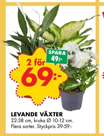 ÖoB Levande växter erbjuda