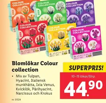 Lidl Blomlökar Colour collection erbjuda
