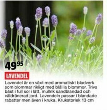Bauhaus Lavendel erbjuda