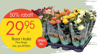 EKO Rosor i kruka erbjuda