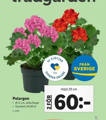 Lidl Pelargon erbjuda