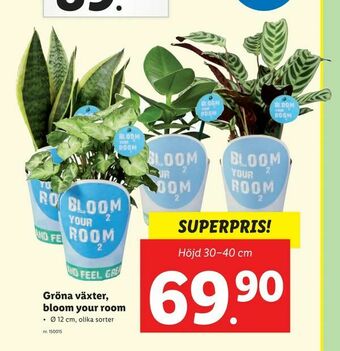 Lidl Gröna växter, bloom your room erbjuda
