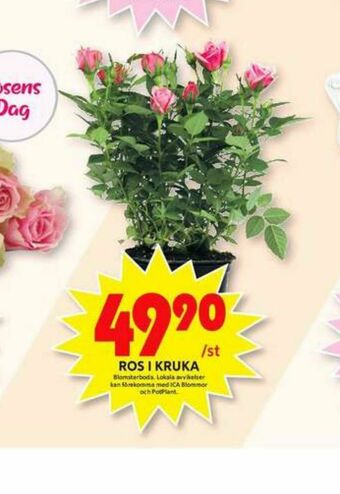 ICA Maxi Blomsterboda Plantor erbjuda